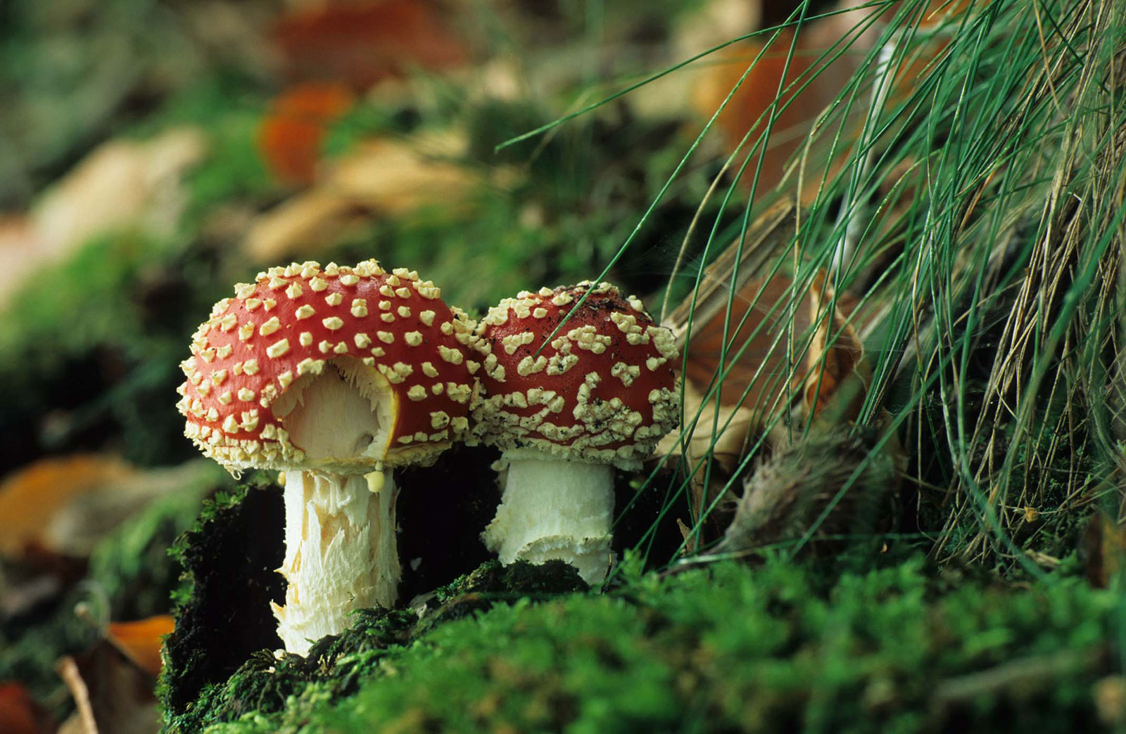 Fliegenpilze im Wald © Walter Thiel