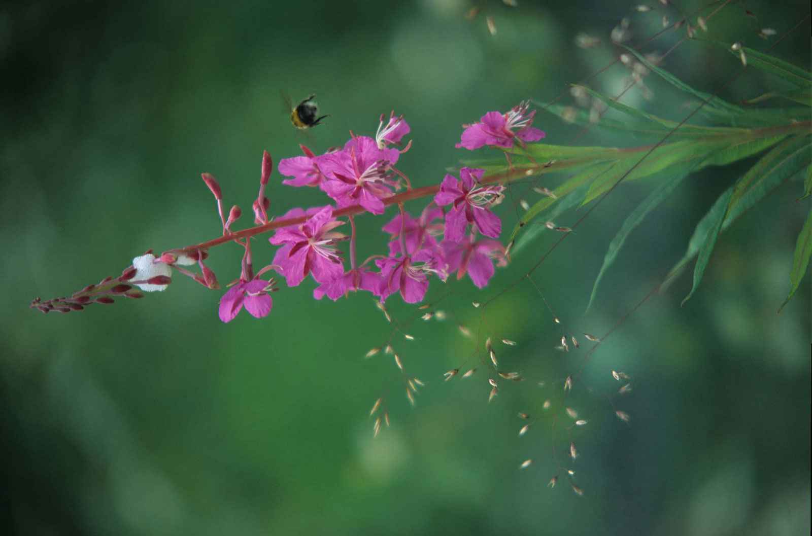 Hummel an Blüte © Walter Thiel