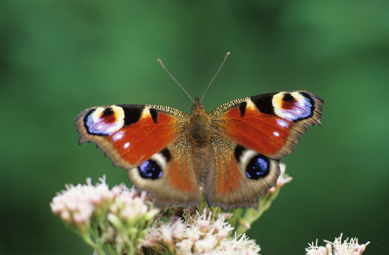 Schmetterling © Walter Thiel