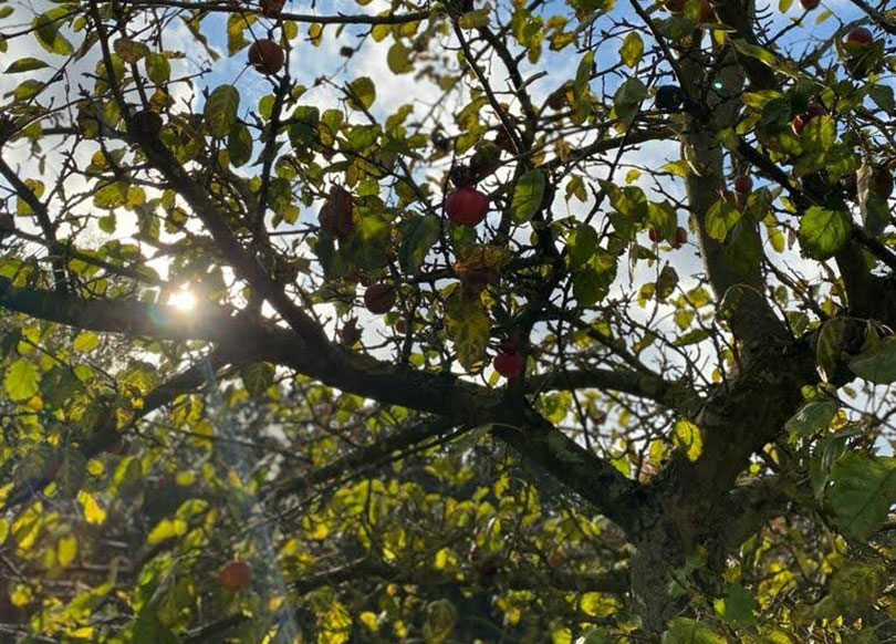 Obstbaum © Landesforst Mecklenburg-Vorpommern