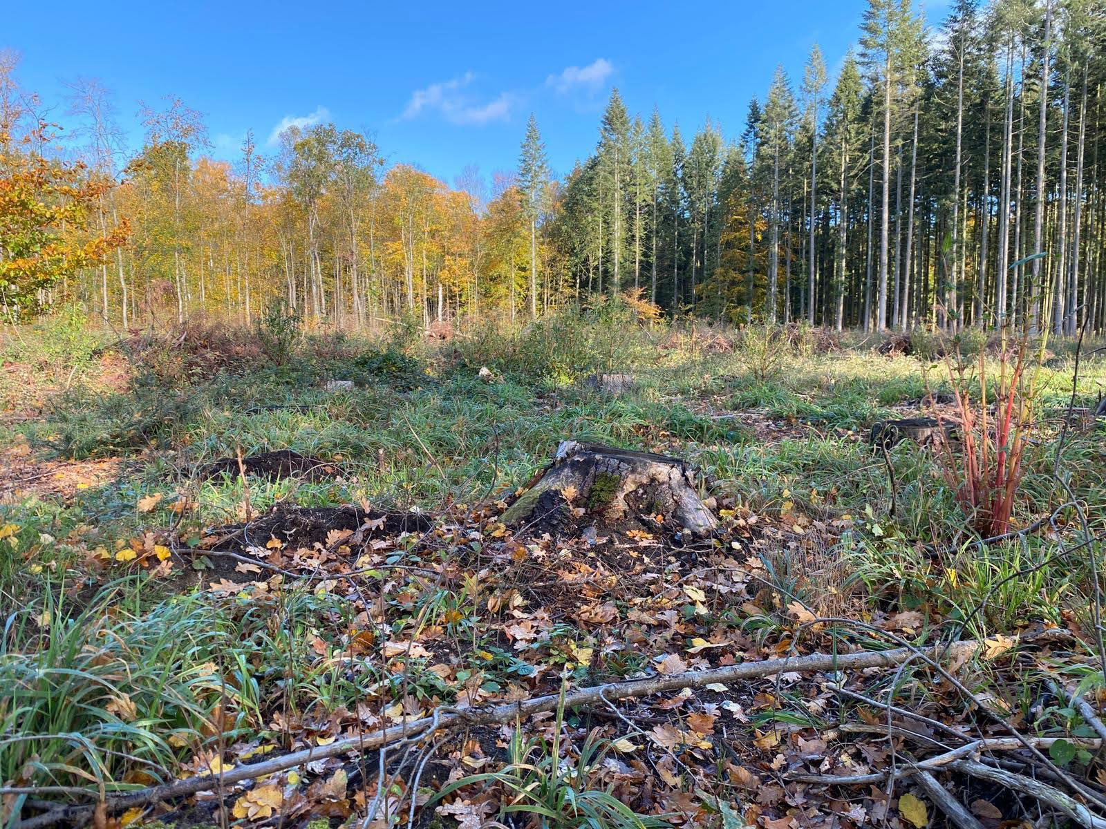 Wald © Landesforst Mecklenburg-Vorpommern