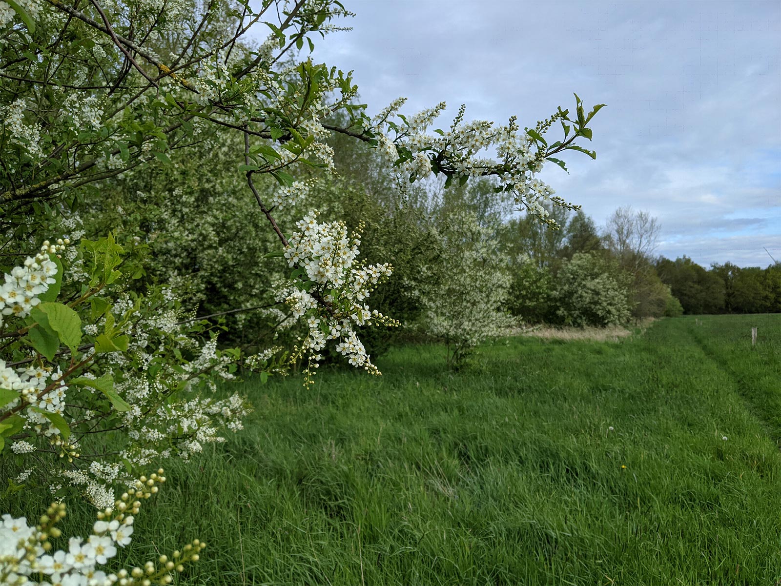 Feldhecke im Frühjahr © Sandra Kleine