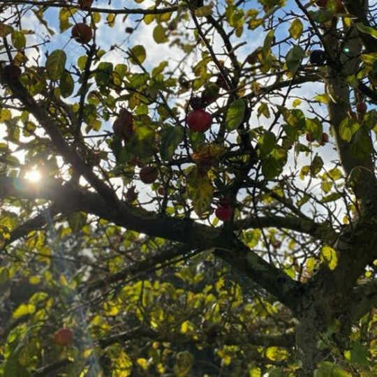 Streuobstgenussschein